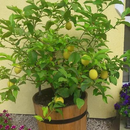 Bed & Breakfast Erika 4*