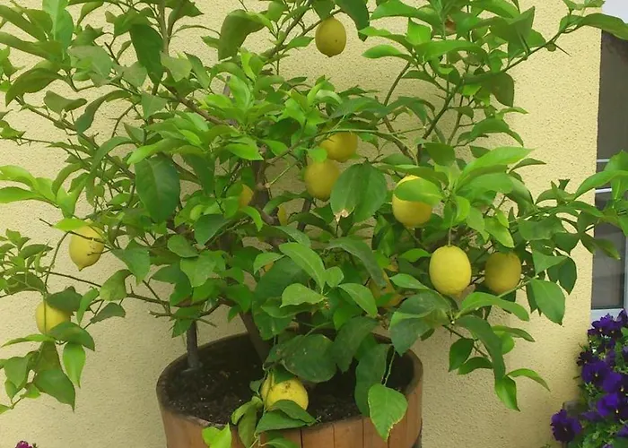 ベッド・アンド・ブレックファスト Erika 4*